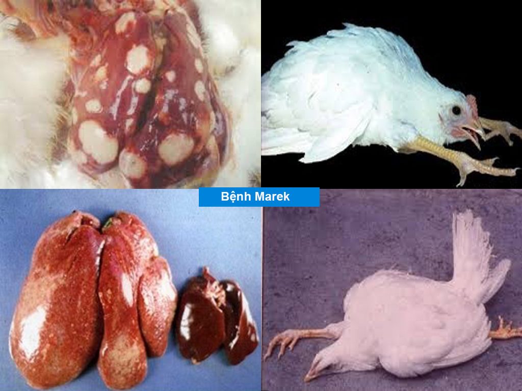 Biểu hiện bệnh marek ở gà