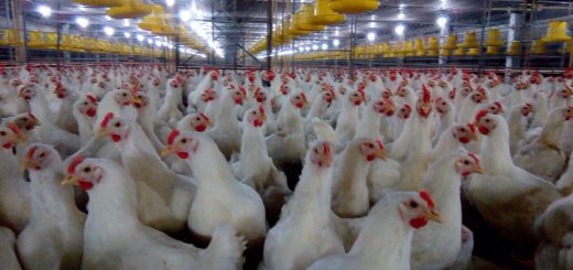 Chăn nuôi gà công nghiệp