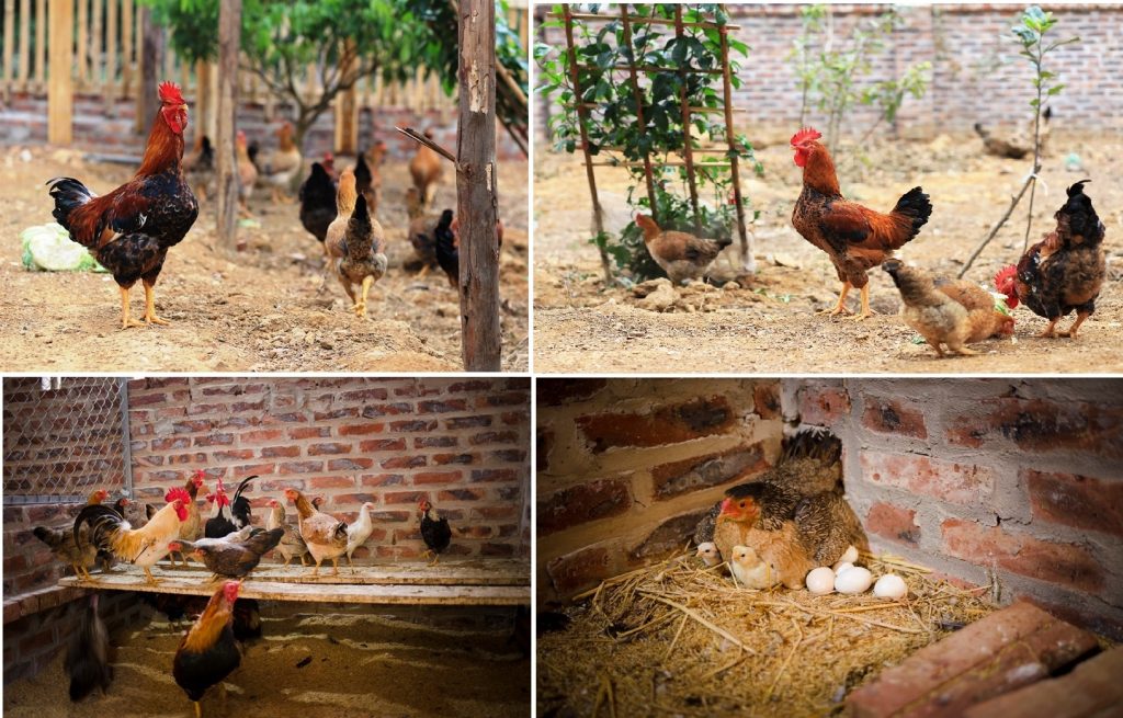 Chăn nuôi gà trong nông hộ