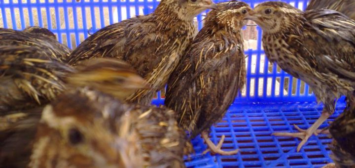 Chim trĩ đỏ – Cách nuôi, nguồn gốc và đặc điểm
