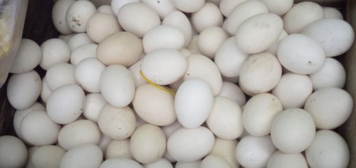 Cách chọn trứng vịt để ấp