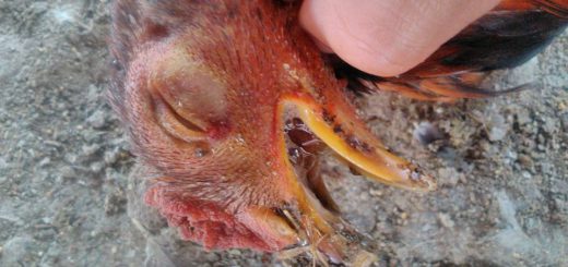 bệnh sổ mũi truyền nhiễm trên gà