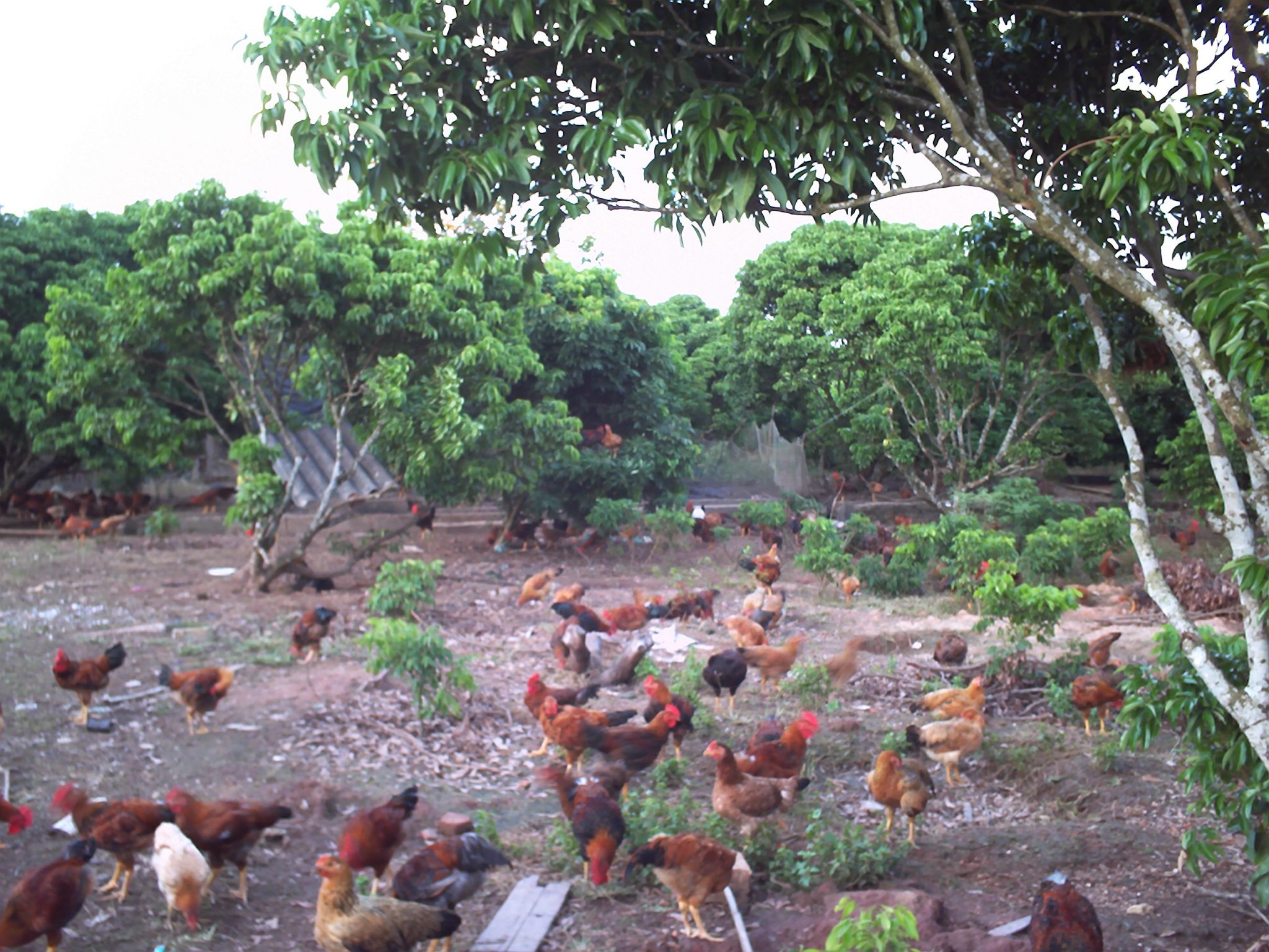 Mô hình nuôi gà siêu trứng ai cập hiệu quả  Gà Thả Vườn