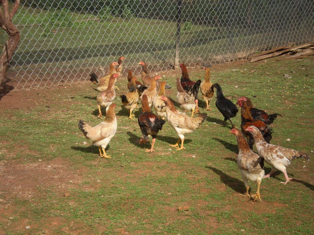 Kỹ thuật nuôi gà thả vườn thịt