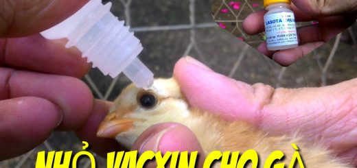 nhỏ vaccine cho gà