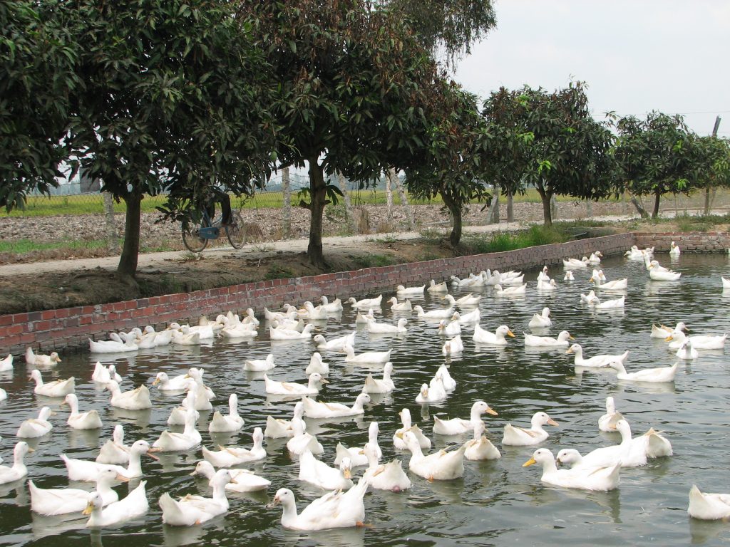 Chăn nuôi vịt