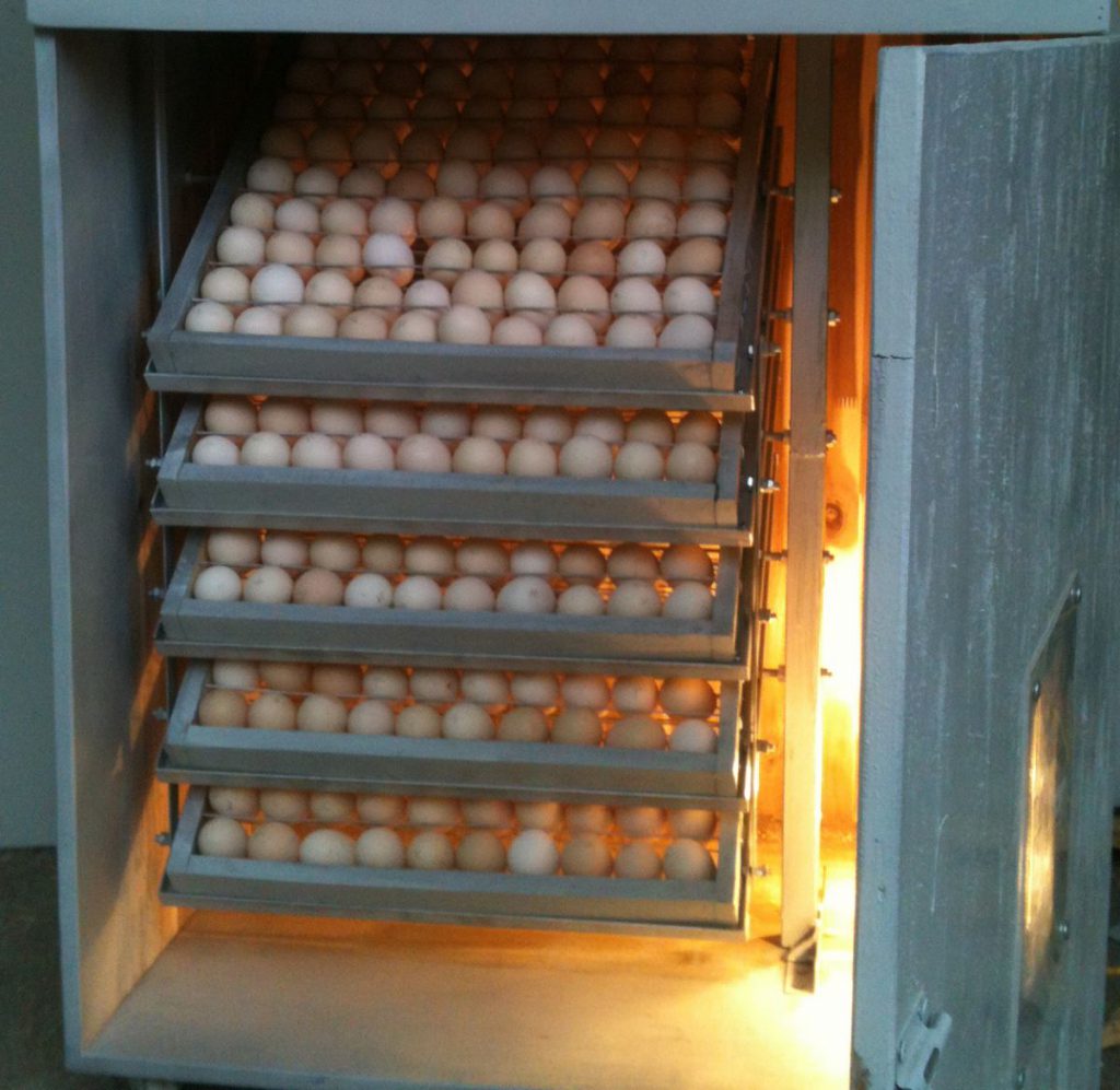 máy ấp trứng gà