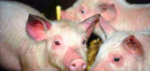Biểu hiện bệnh cầu trùng ở lợn con