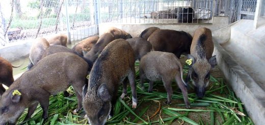 Hướng dẫn nâng cao năng suất chăn nuôi lợn rừng