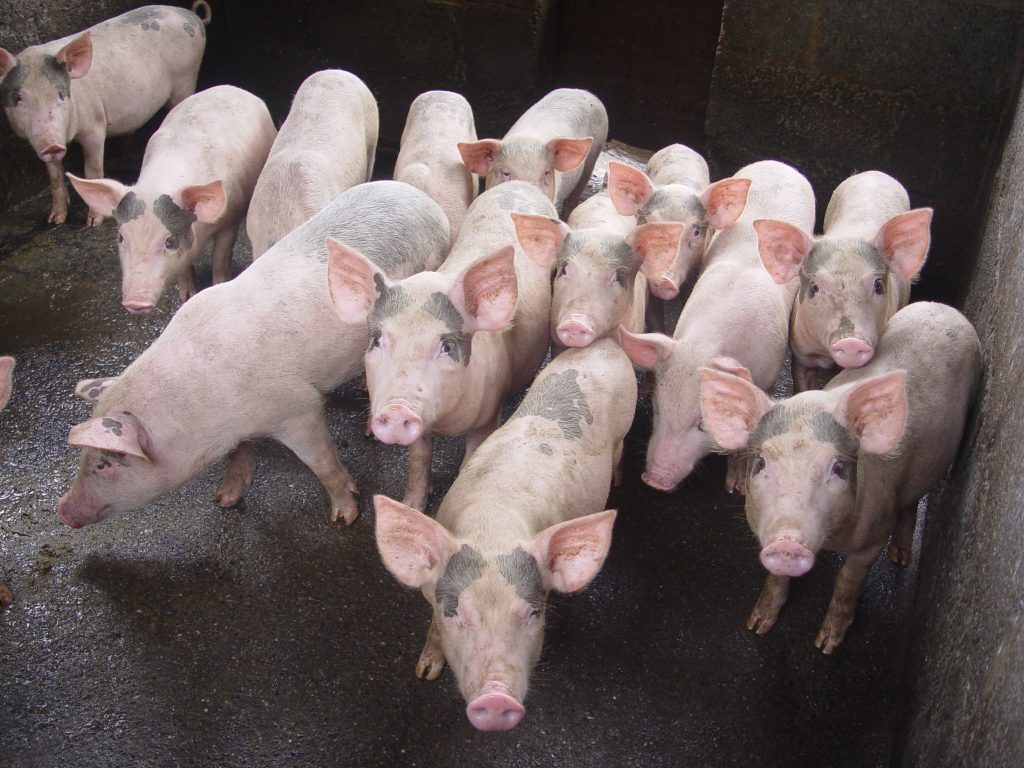 Hiện tượng chênh lệch trọng lượng ở lợn con
