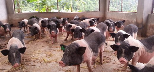 Kỹ thuật chăn nuôi lợn móng cái năng suất cao
