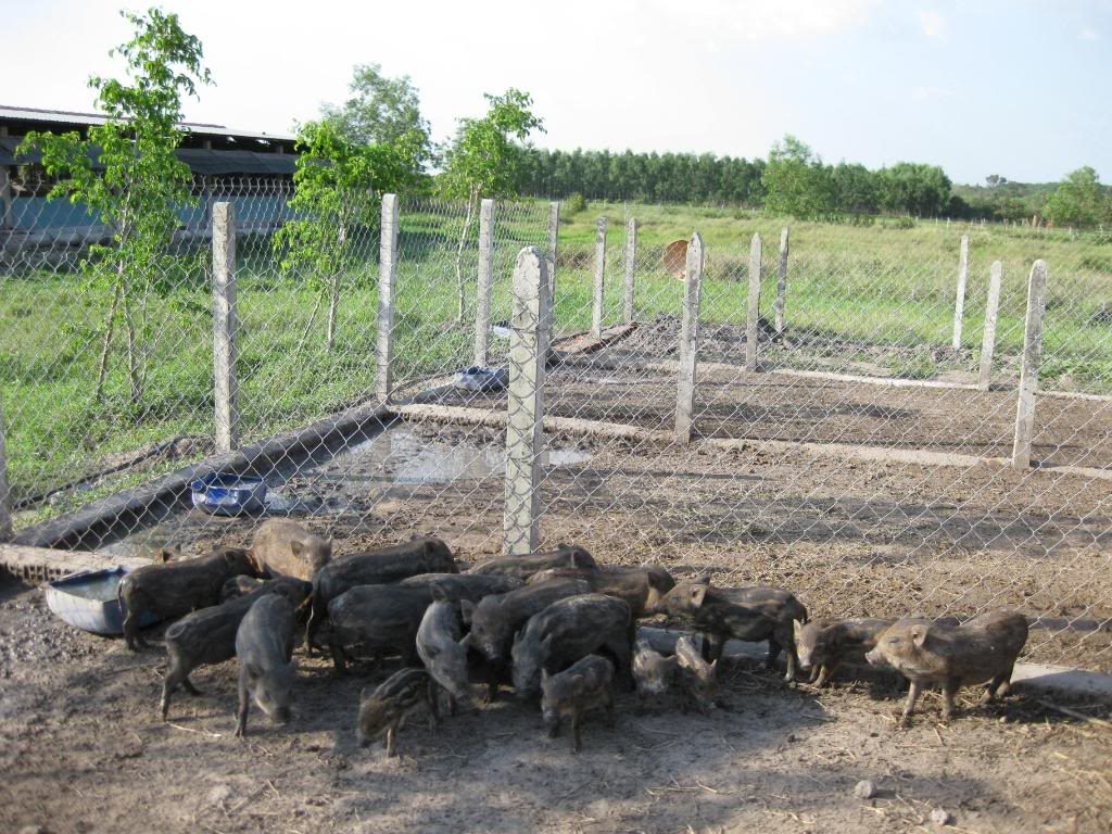Chăn nuôi lợn rừng lai