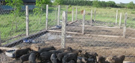 Chăn nuôi lợn rừng lai