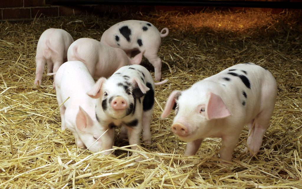 Hướng dẫn phòng ngừa bệnh tiêu chảy ở lợn con