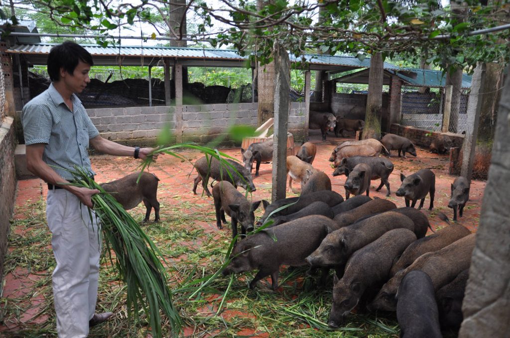 Mô hình nuôi lợn rừng bằng thuốc nam