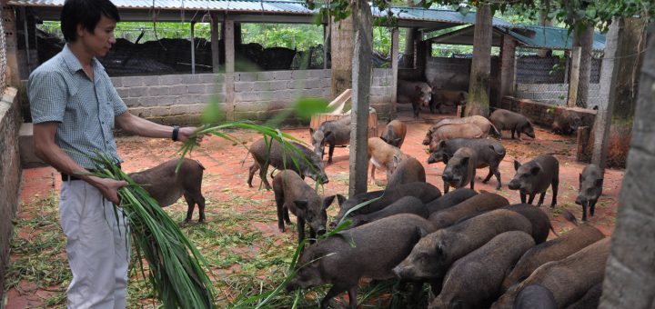 Mô hình nuôi lợn rừng bằng thuốc nam