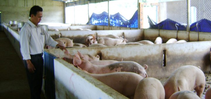 Chăn nuôi lợn theo quy trình VietGap giúp giảm dịch bệnh