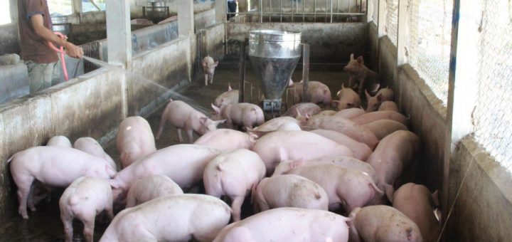 Mô hình chăn nuôi lợn an toàn trong nông hộ