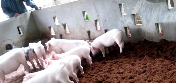 Những hạn chế của mô hình chăn nuôi lợn bằng đệm lót sinh học