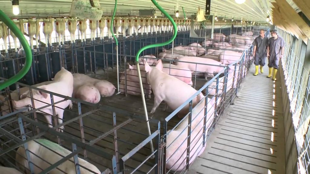 Chăn nuôi lợn an toàn sinh học
