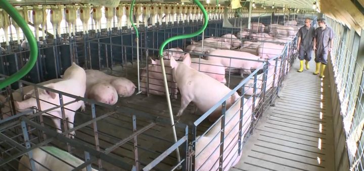 Chăn nuôi lợn an toàn sinh học